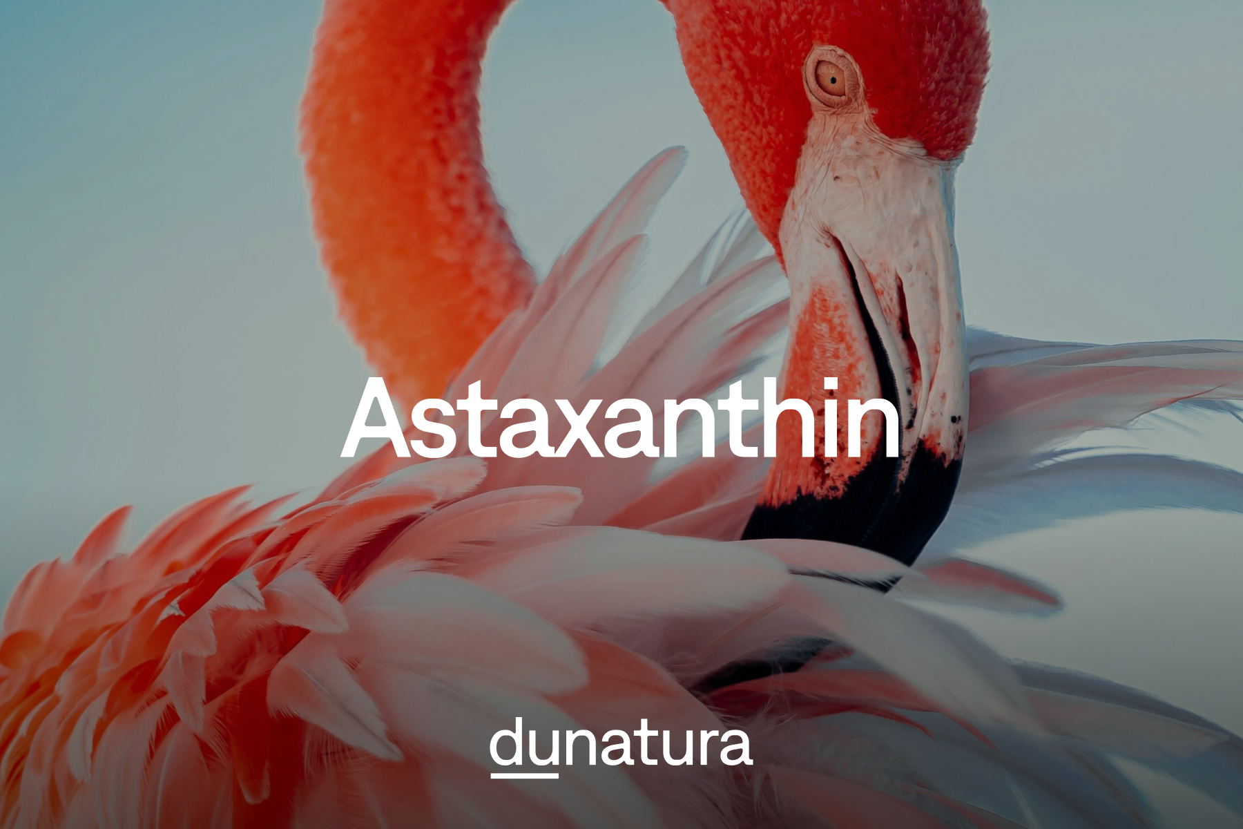Astaxanthin: Ein Carotinoid mit antioxidativer Wirkung