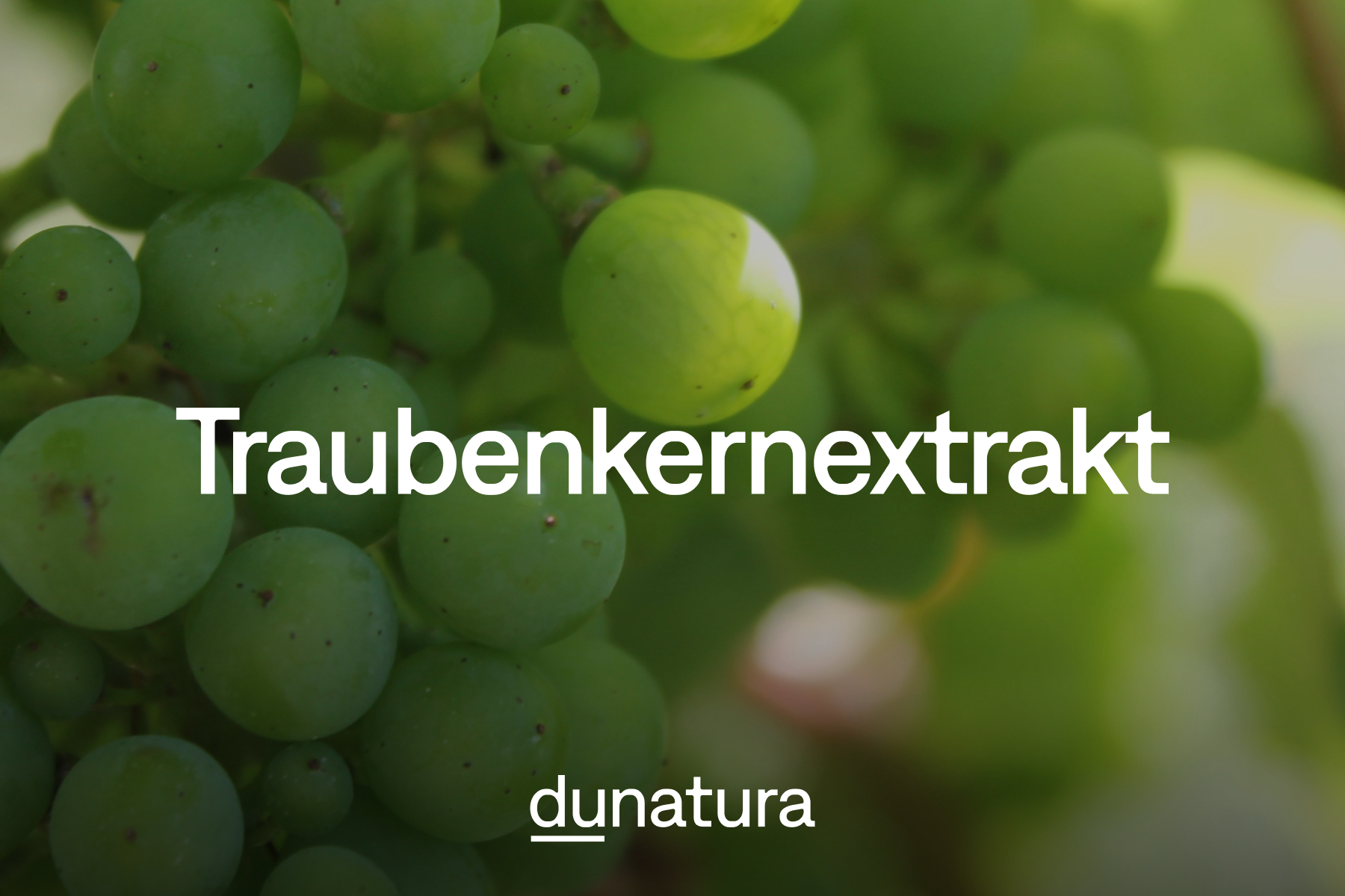 OPC – Was Traubenkernextrakt so besonders macht